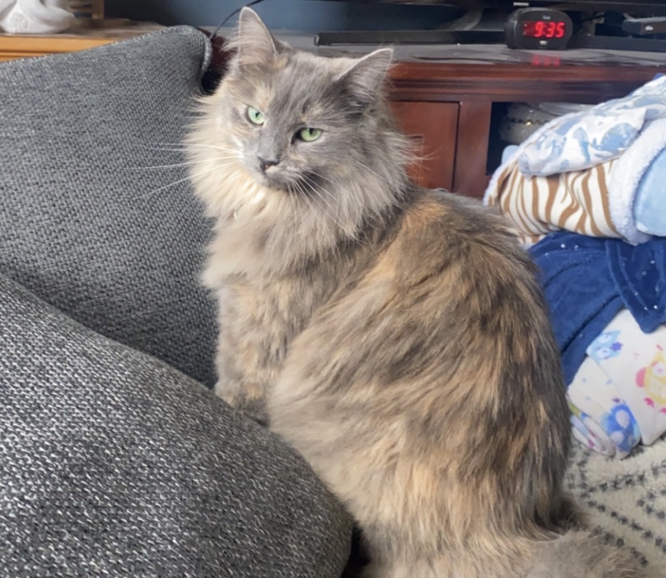 Image of Nilly, Lost Cat