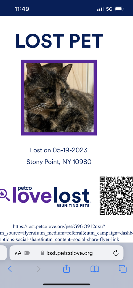 Image of Khloe, Lost Cat