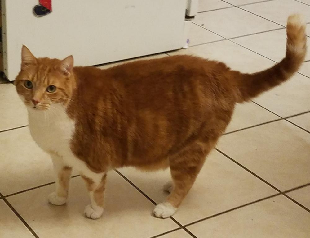 Image of pumpkin, Lost Cat