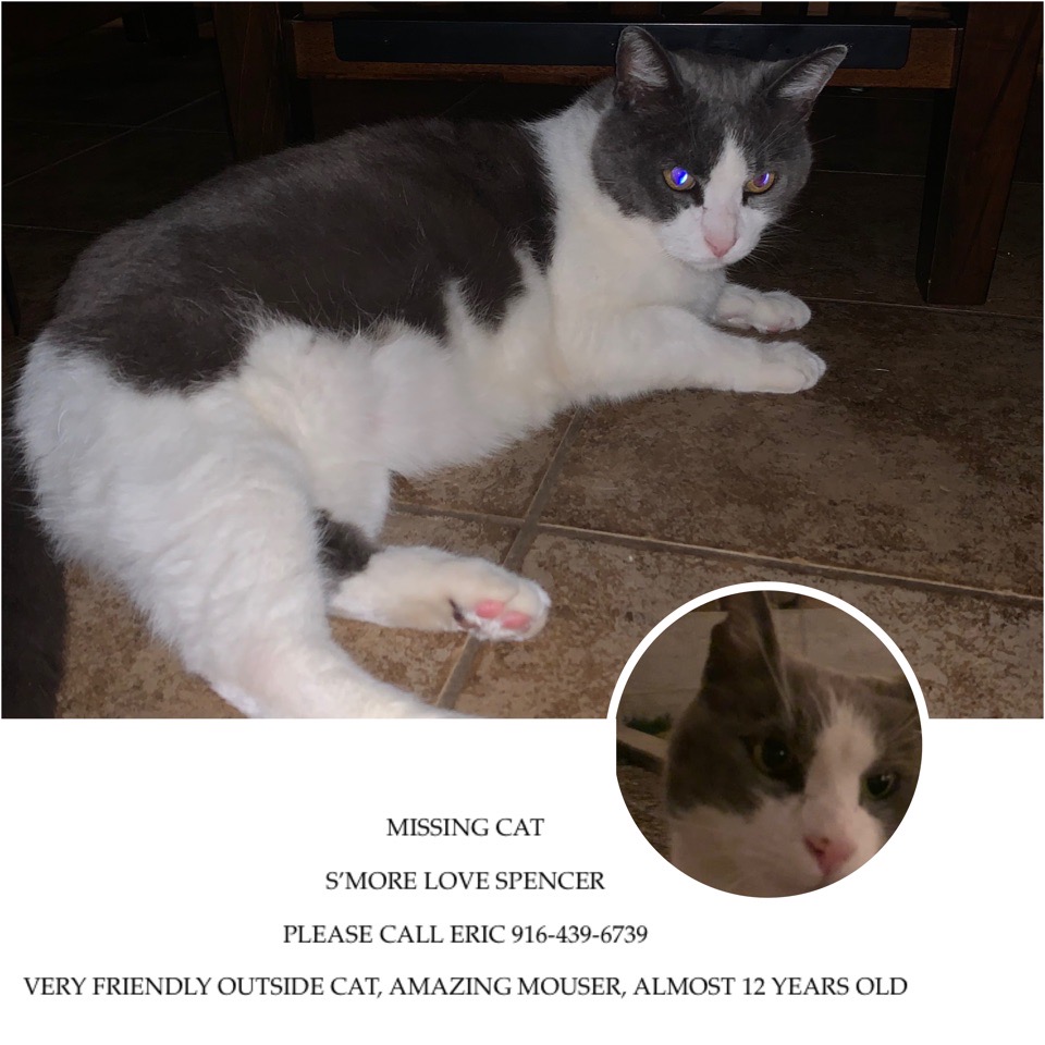 Image of S’more, Lost Cat