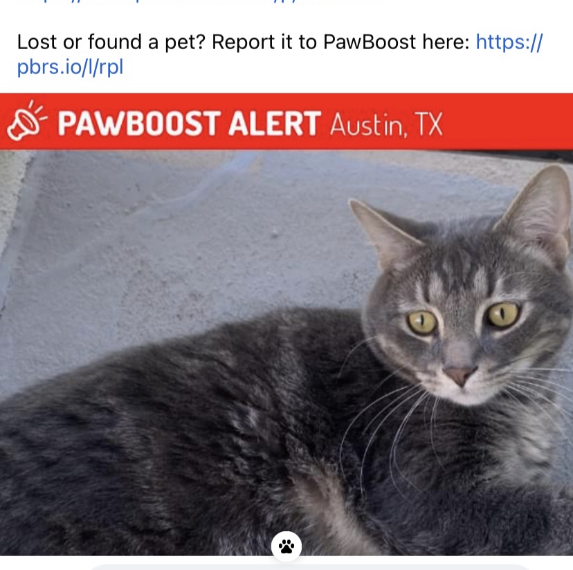 Image of Cosmo, Lost Cat