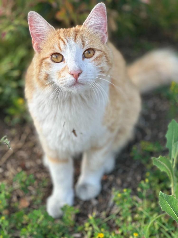 Image of Pelusa, Lost Cat