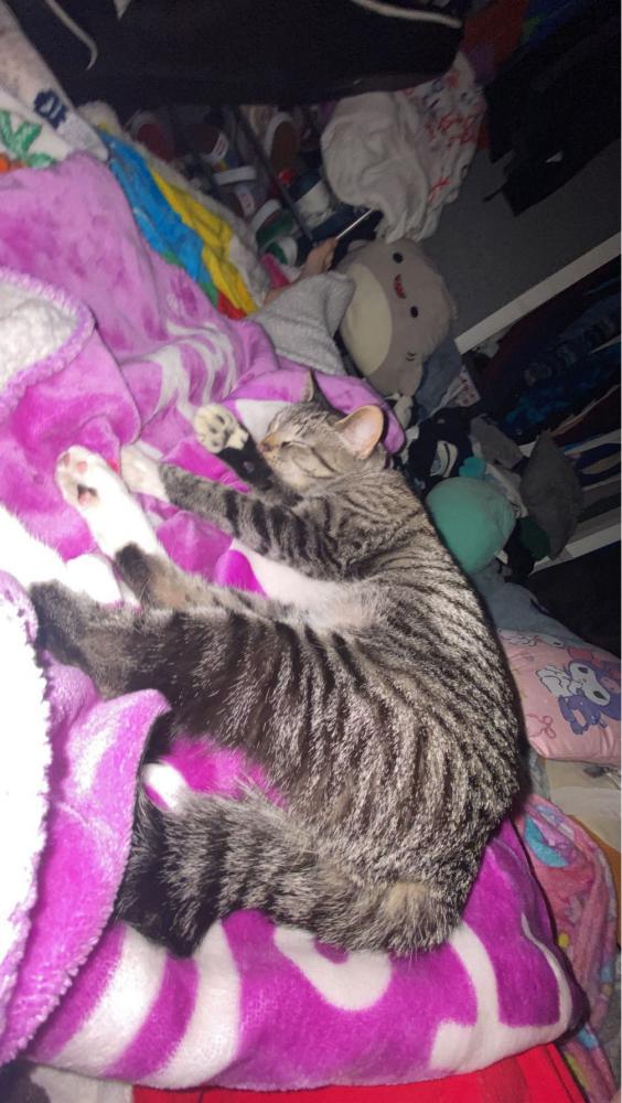 Image of daylily/kitty, Lost Cat