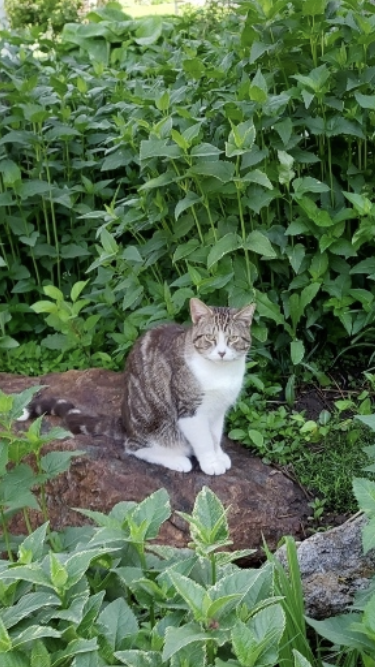 Image of Harold, Lost Cat