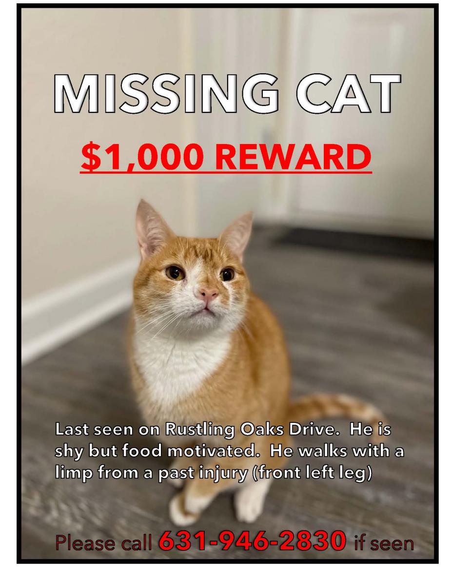 Image of Milton, Lost Cat