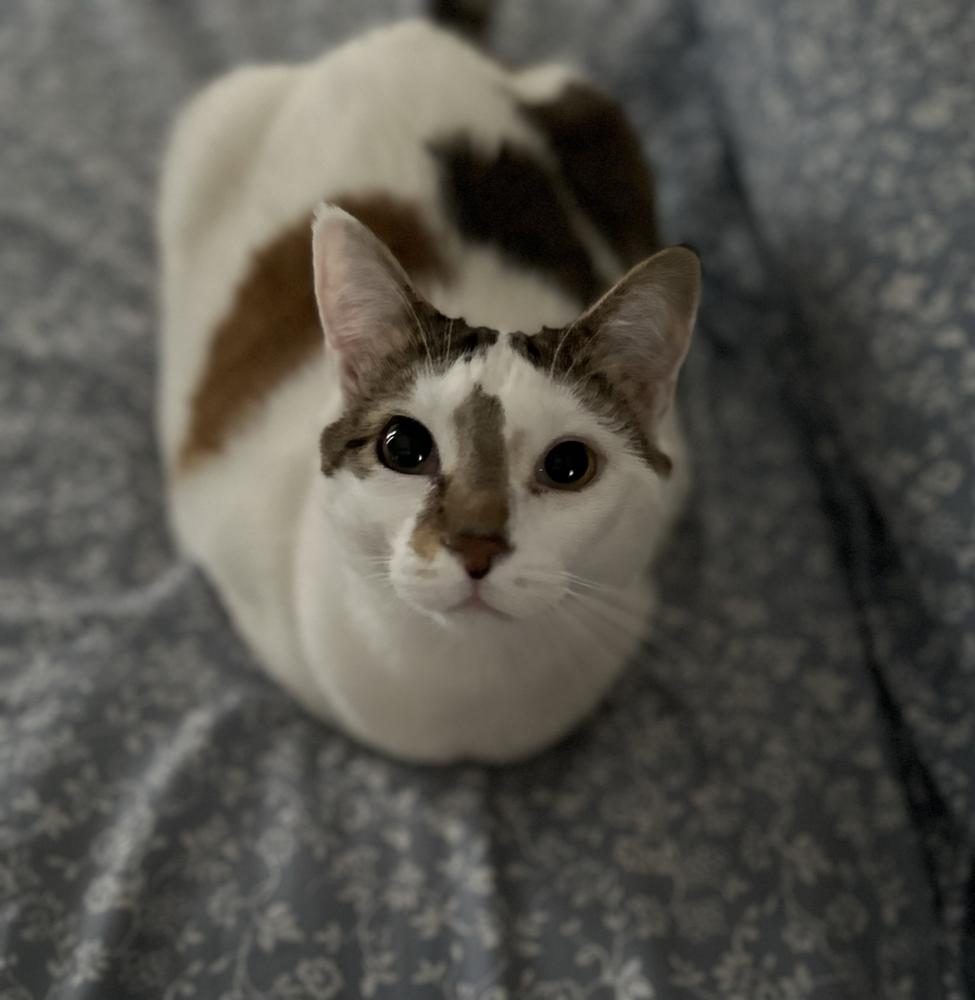 Image of Bread, Lost Cat