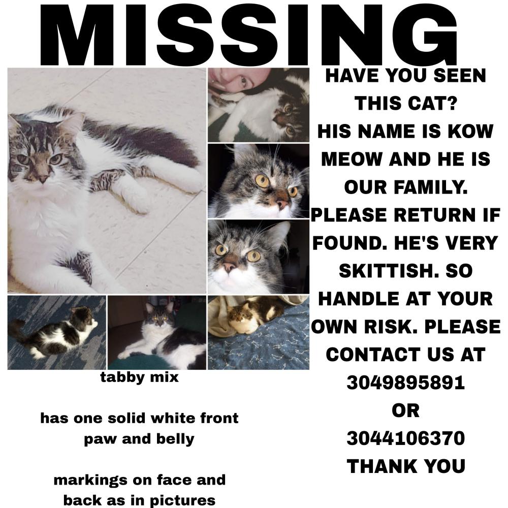 Image of Kow meow, Lost Cat