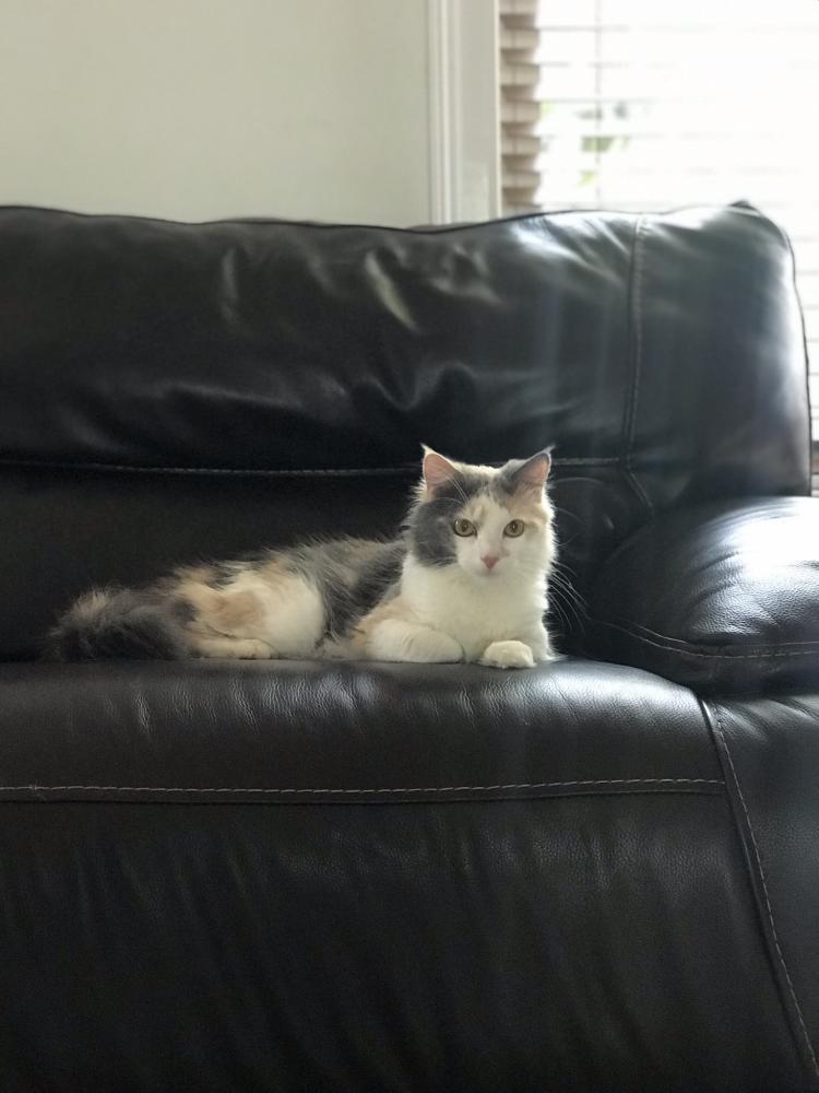 Image of Khaleesi, Lost Cat