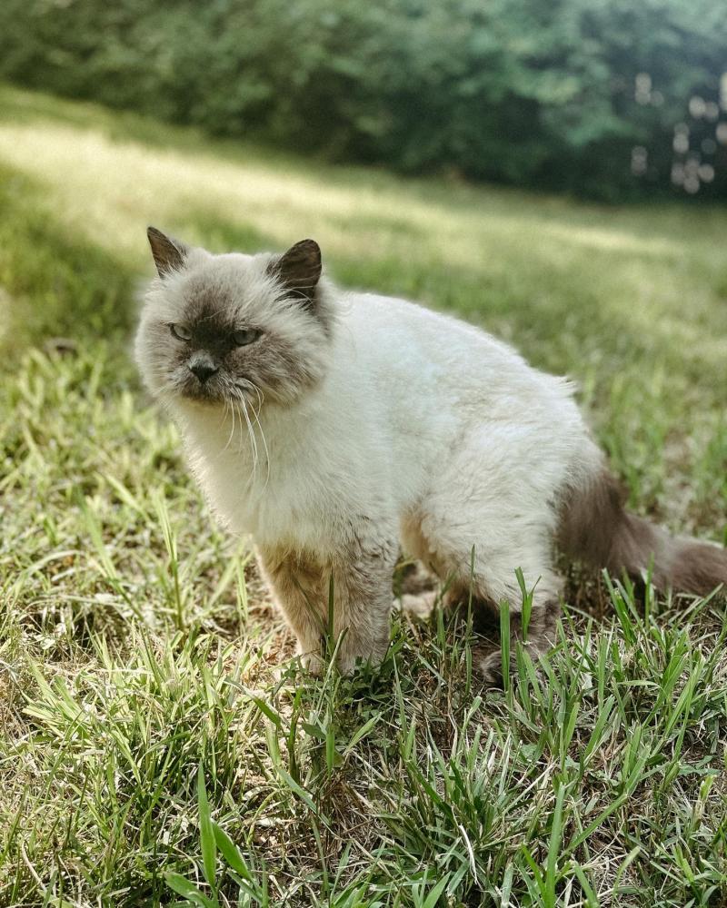 Image of Bonbon, Lost Cat