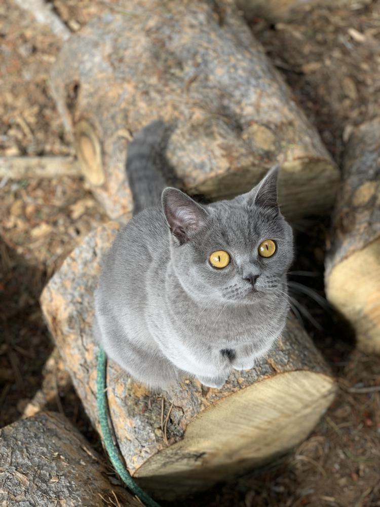Image of Tallulah, Lost Cat