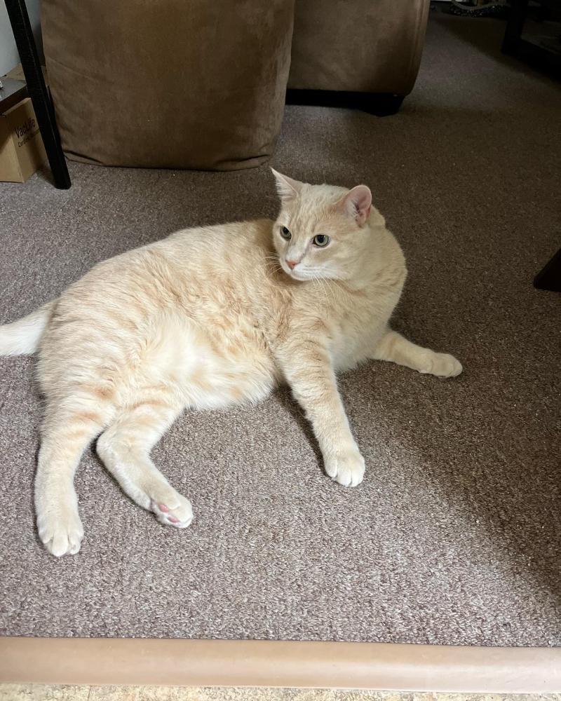 Image of Creamsicle, Lost Cat