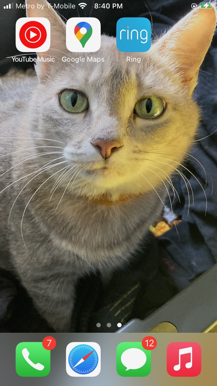 Image of Girlcat, Lost Cat