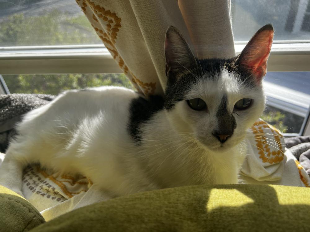 Image of Mochi, Lost Cat