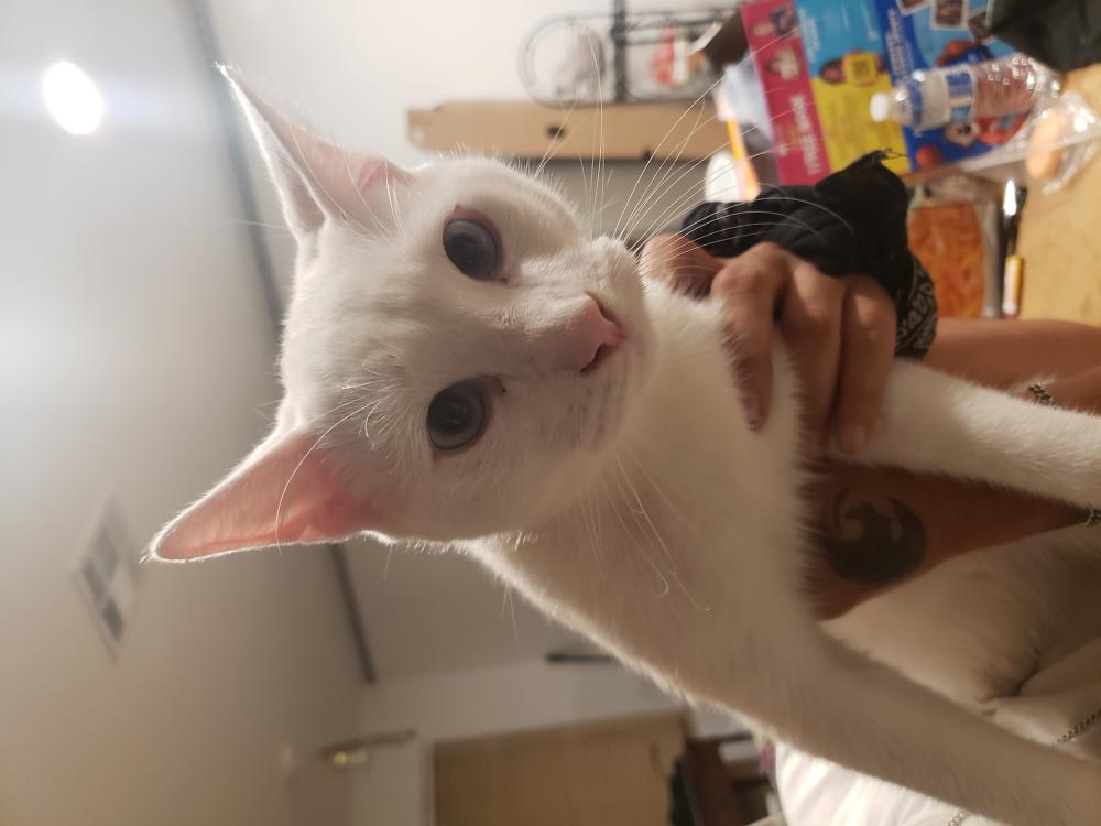 Image of Blanco, Lost Cat
