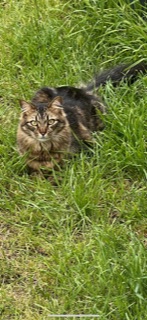 Image of Kiwi Neil, Lost Cat