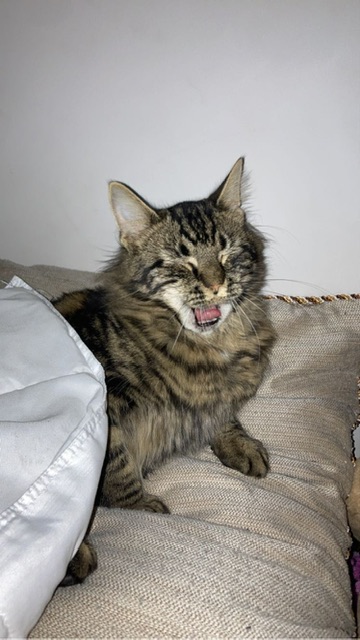 Image of Markis, Lost Cat