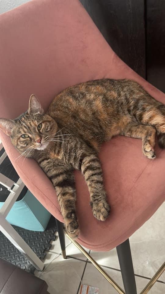 Image of Enana, Lost Cat