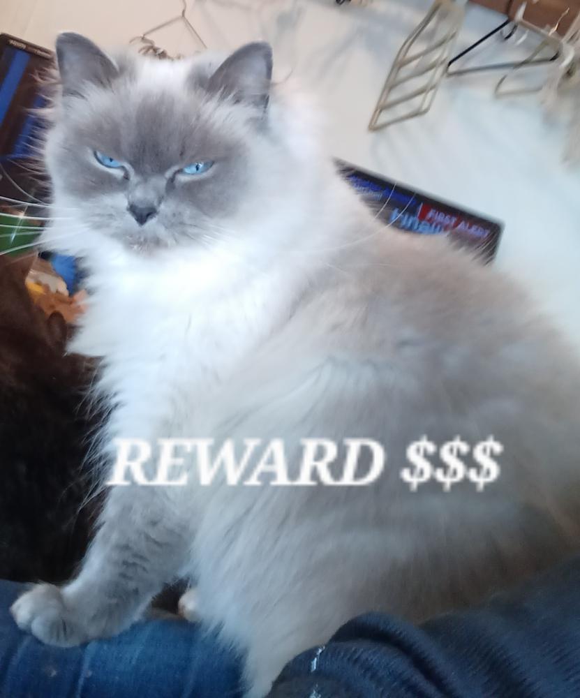 Image of Mochie, Lost Cat