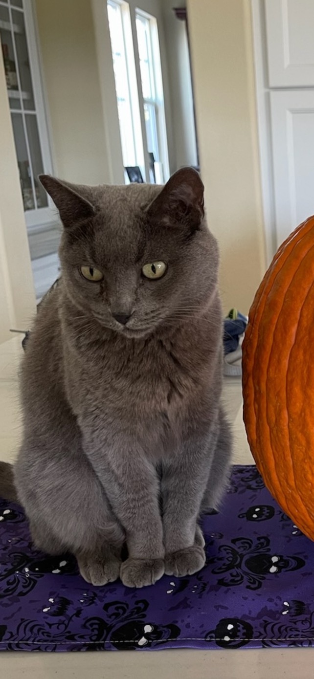 Image of Gray, Lost Cat