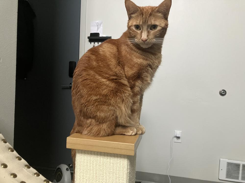 Image of Scooba, Lost Cat