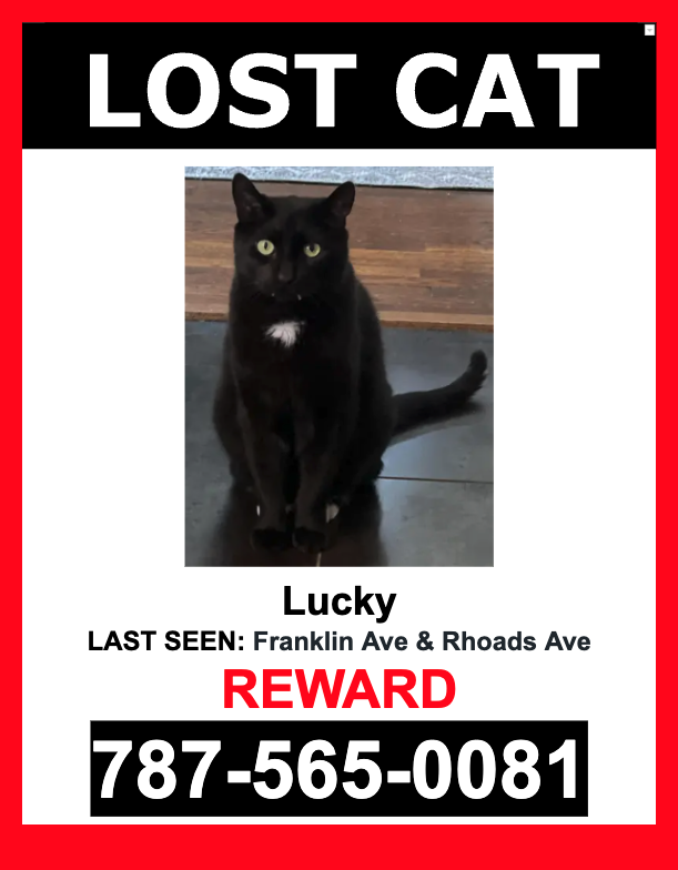 Image of Lucky, Lost Cat