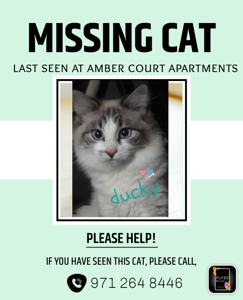 Image of Ducky, Lost Cat
