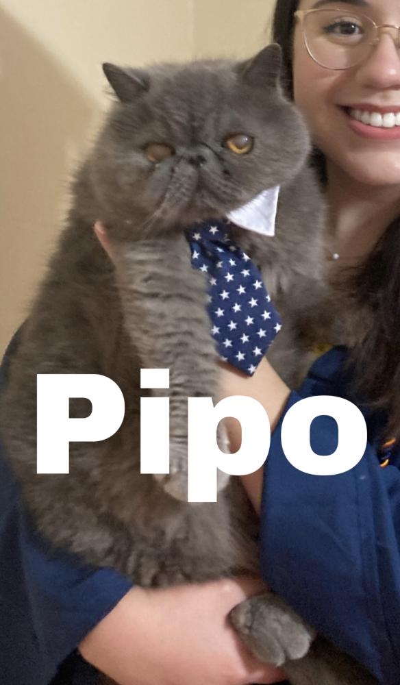 Image of Pipo, Lost Cat