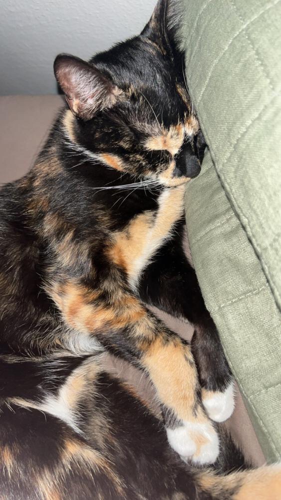 Image of Emmie, Lost Cat