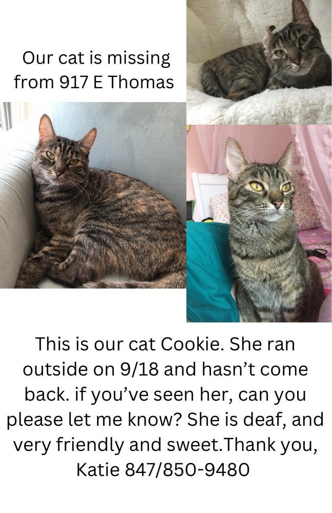 Image of Cookie, Lost Cat