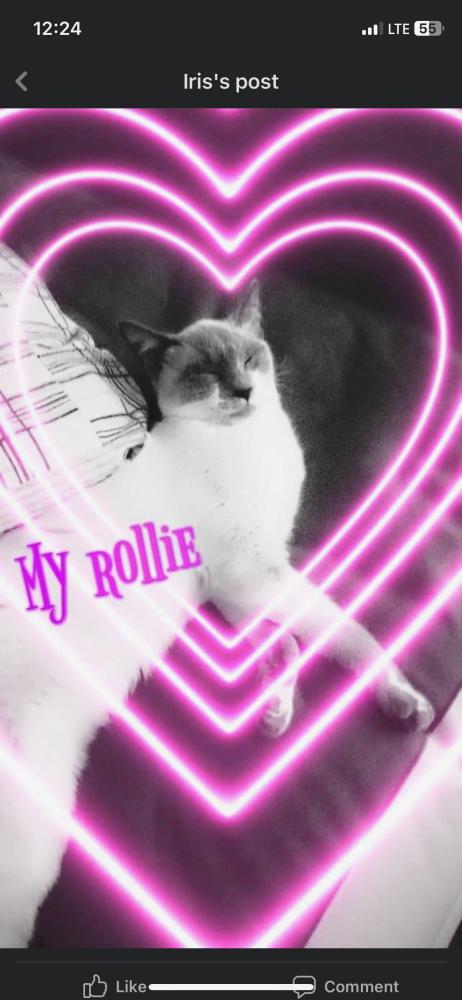 Image of Rollie pollie, Lost Cat