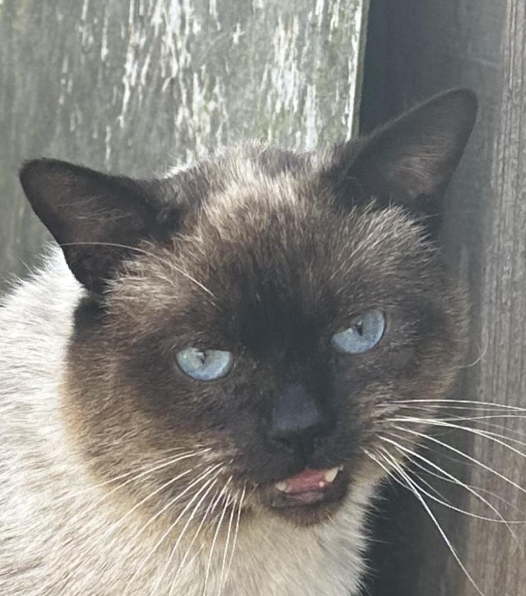 Image of Lenny, Lost Cat