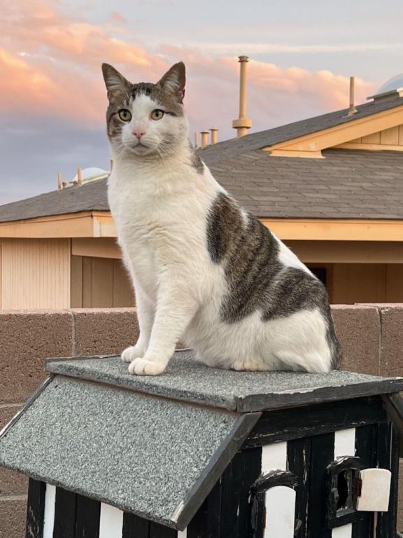 Image of Jericho, Lost Cat