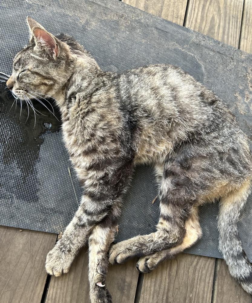 Image of Unknown , Found Cat