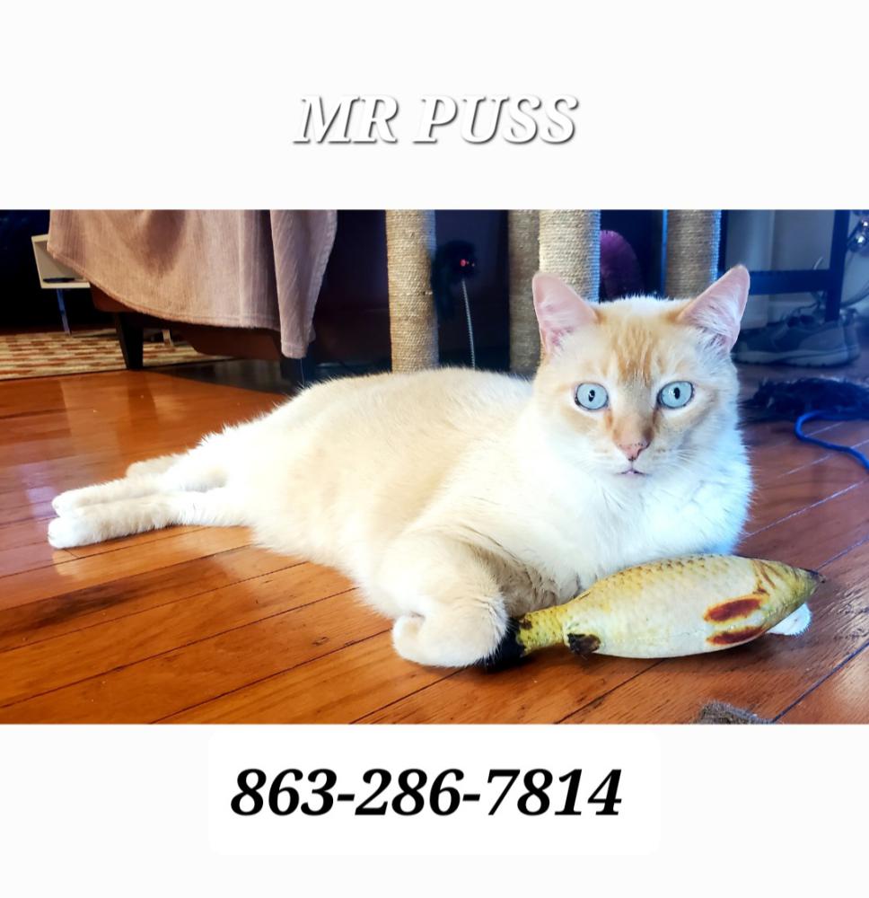 Image of Mr.Puss, Lost Cat