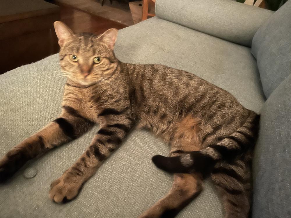 Image of Sneakers, Lost Cat