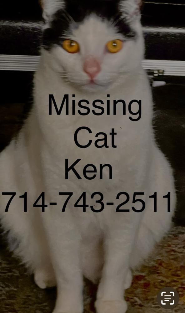 Image of Ken, Lost Cat