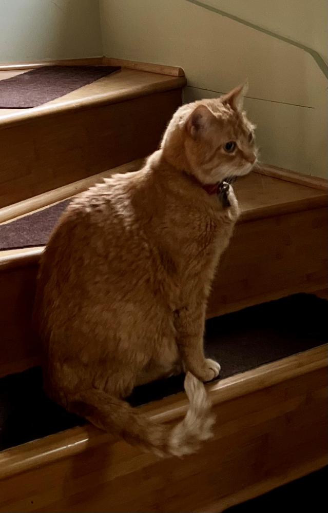 Image of Mr. Cuddles, Lost Cat