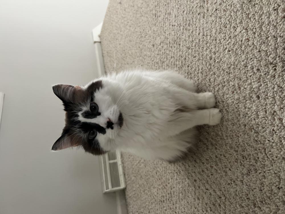 Image of Fubi, Lost Cat