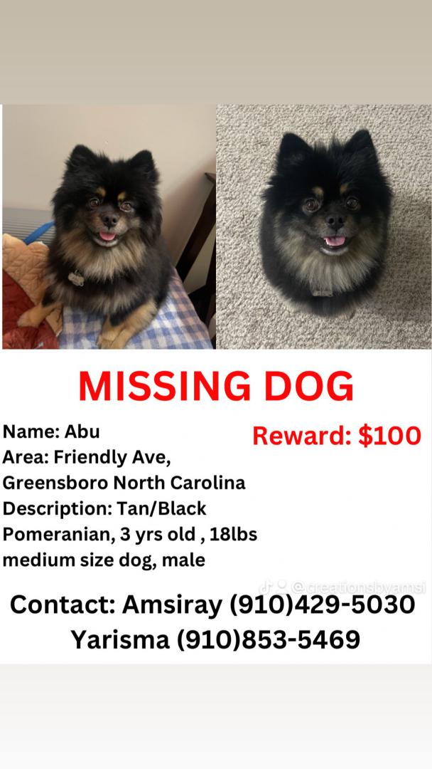 Image of Abu, Lost Dog