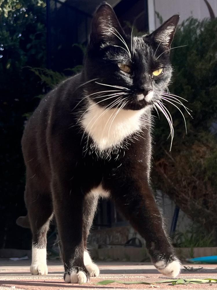 Image of Ms Mittens, Lost Cat