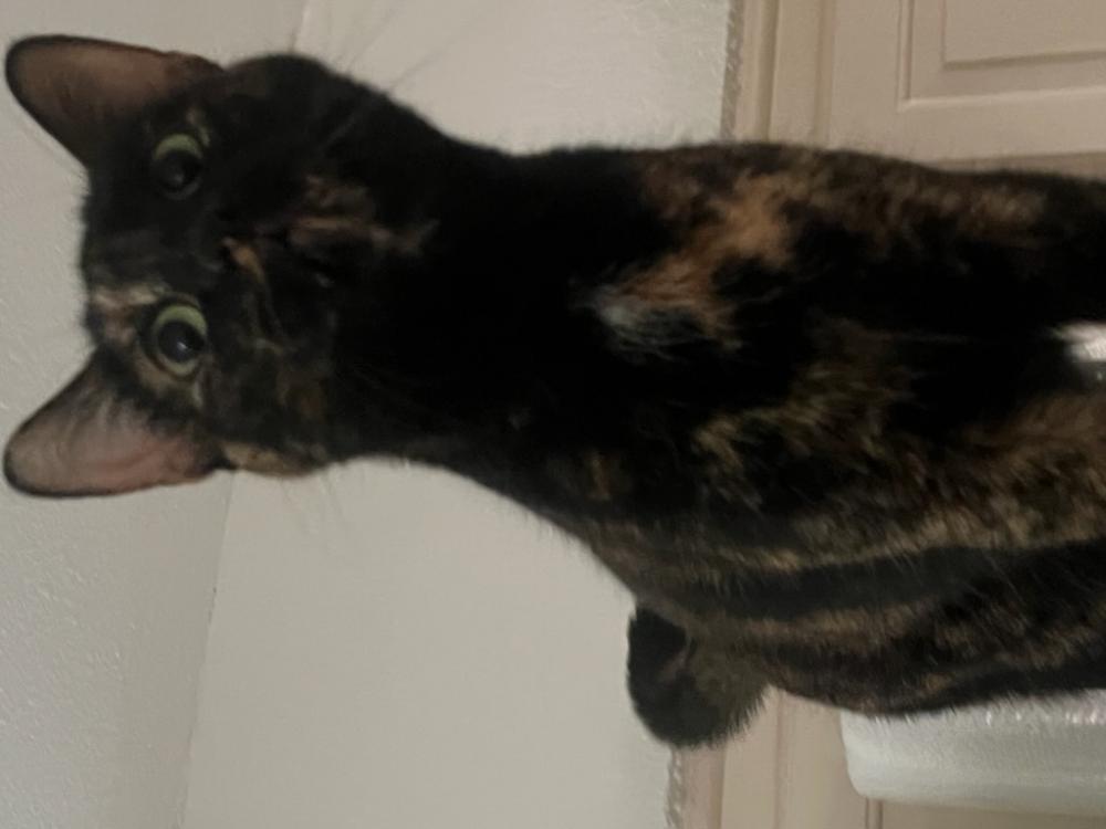 Image of Carrie, Lost Cat