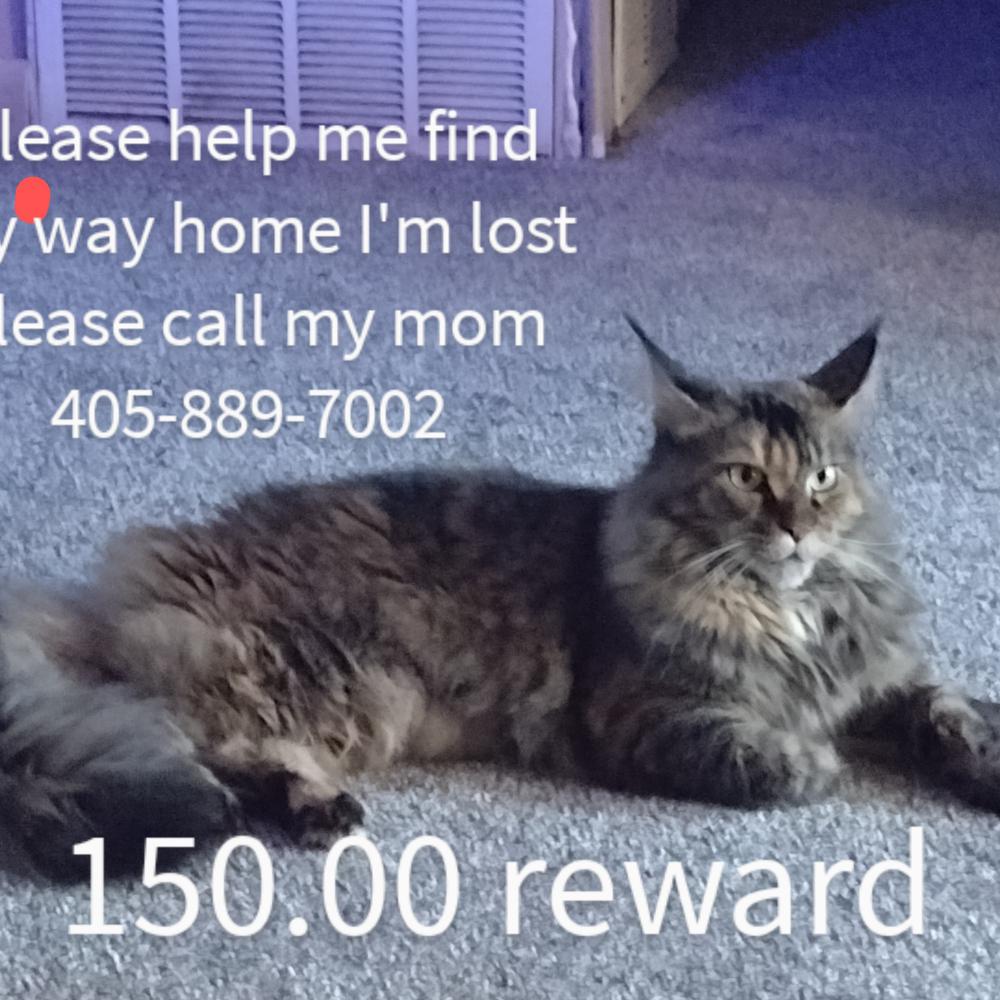 Image of Anna Mae, Lost Cat