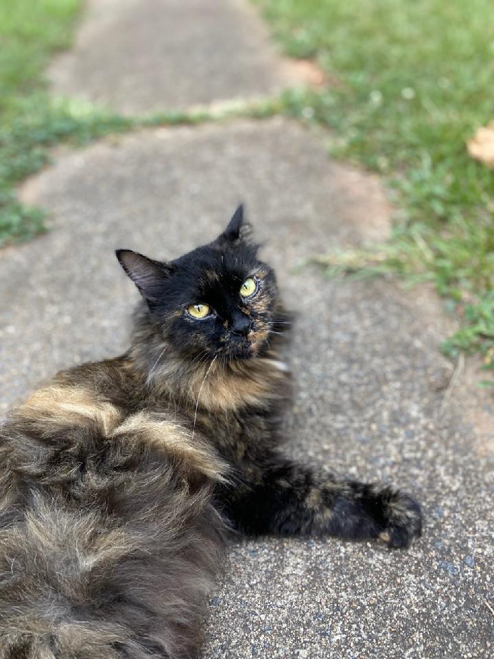 Image of Kittybug, Lost Cat
