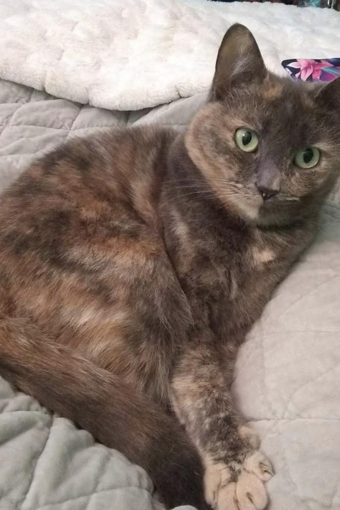 Image of New York, Lost Cat