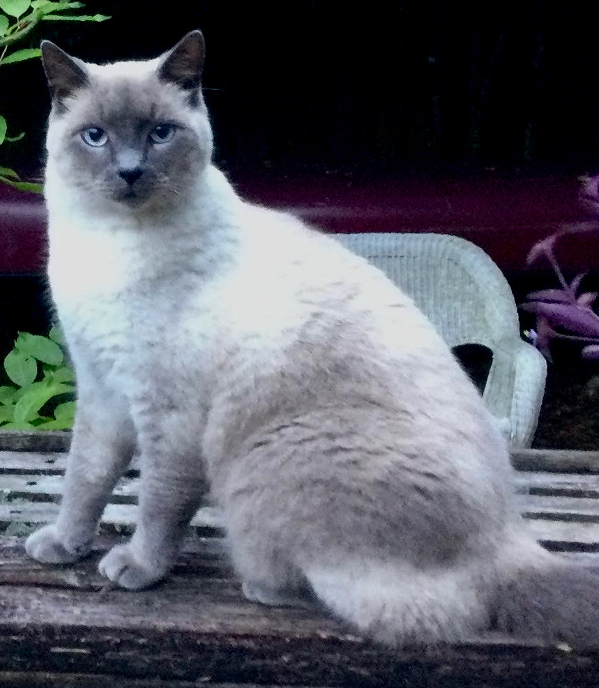 Image of Ozzie, Lost Cat