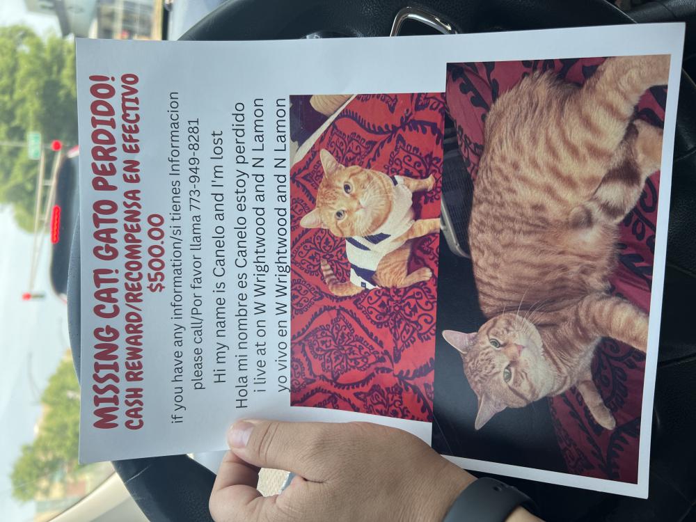 Image of Canelo, Lost Cat