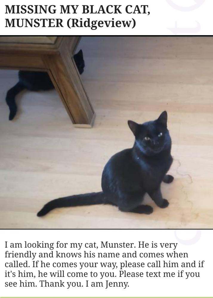 Image of MUNSTER, Lost Cat