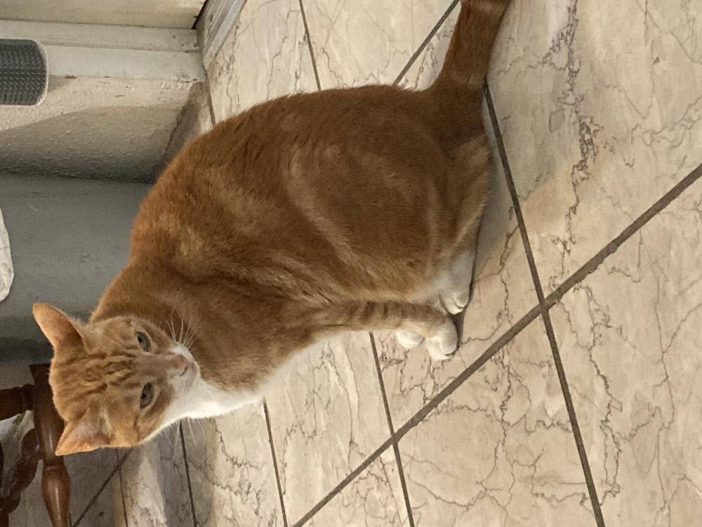 Image of Orange, Lost Cat