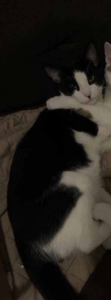 Image of Momo jr, Lost Cat