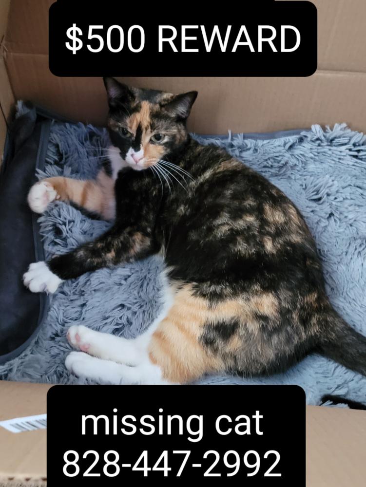 Image of Bubbie, Lost Cat